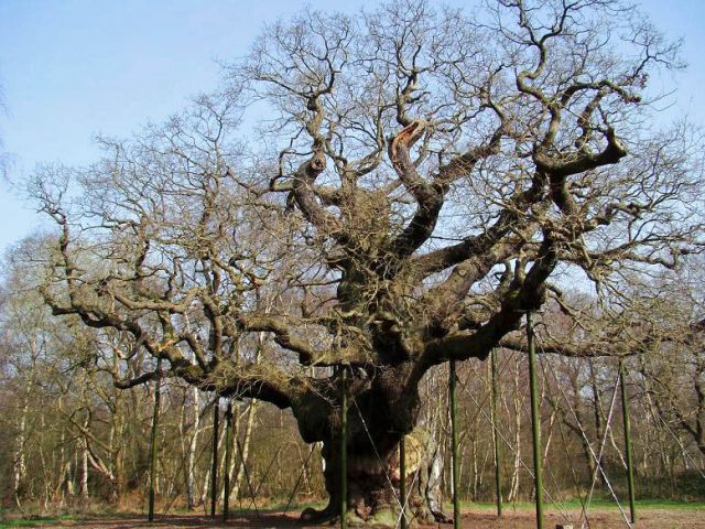Zdjęcia: Sheroowd, Nothingamshire, Sherwood forest, ANGLIA Zdjęcia: Sheroowd, Nothingamshire, Sherwood forest, ANGLIA