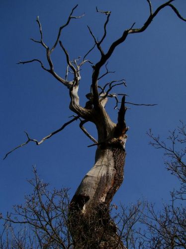 Zdjęcia: Sheroowd, Nothingamshire, Serwood forest , ANGLIA Zdjęcia: Sheroowd, Nothingamshire, Serwood forest , ANGLIA