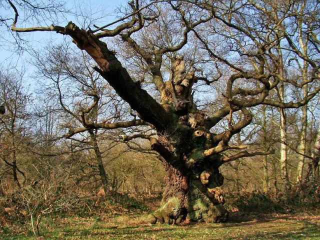 Zdjęcia: Sheroowd, Nothingamshire, czas zaklety w drzewach, ANGLIA Zdjęcia: Sheroowd, Nothingamshire, czas zaklety w drzewach, ANGLIA