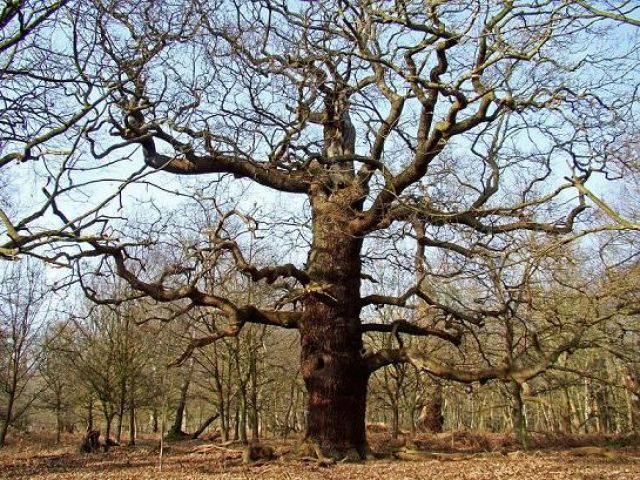 Zdjęcia: Sheroowd, Nothingamshire, Sherwood forest , ANGLIA Zdjęcia: Sheroowd, Nothingamshire, Sherwood forest , ANGLIA