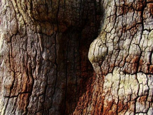 Zdjęcia: Sheroowd, Nothingamshire, struktra debu (dwie twarze ), ANGLIA Zdjęcia: Sheroowd, Nothingamshire, struktra debu (dwie twarze ), ANGLIA