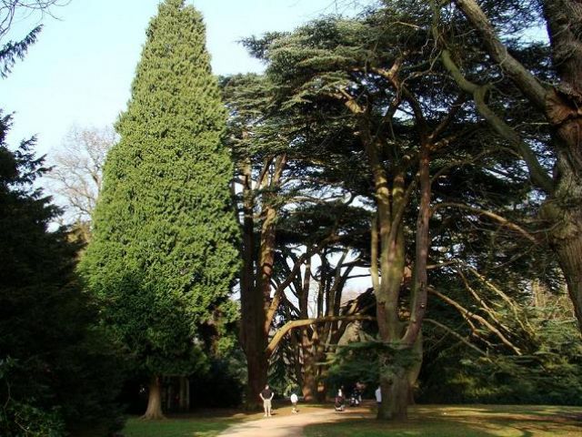 Zdjęcia: Clumber Park, Nothingamshire, w krainie olbrzymow, ANGLIA Zdjęcia: Clumber Park, Nothingamshire, w krainie olbrzymow, ANGLIA