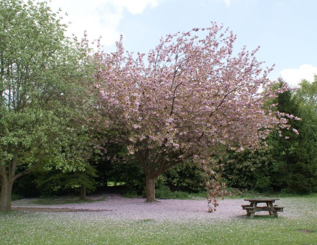 Zdjęcia: Anderton Park, Cheschire, Angielski krajobraz, ANGLIA Zdjęcia: Anderton Park, Cheschire, Angielski krajobraz, ANGLIA