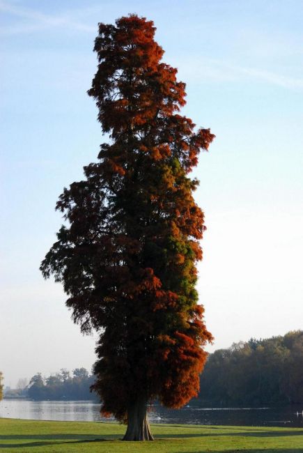 Zdjęcia: Clumber Park, Nothingamshire, portret drzewa, ANGLIA Zdjęcia: Clumber Park, Nothingamshire, portret drzewa, ANGLIA