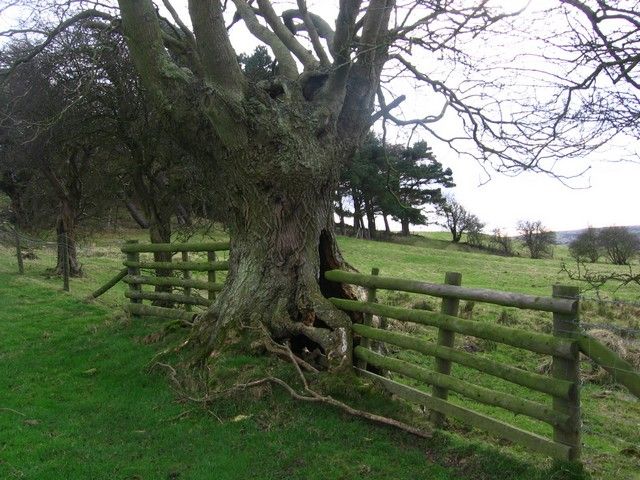 Zdjęcia: Gloucestershire, Gdzies, ANGLIA Zdjęcia: Gloucestershire, Gdzies, ANGLIA