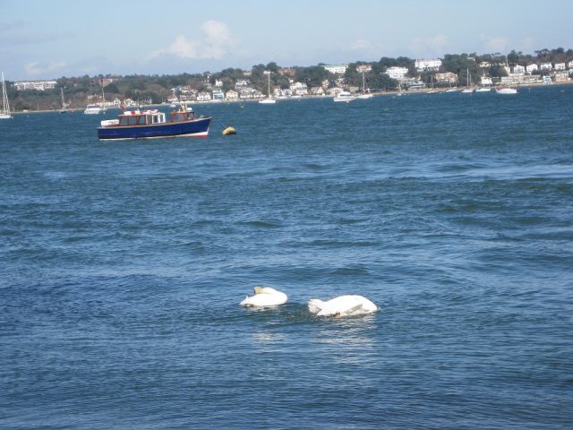 Zdjęcia: widok z wyspy, Poole, Nad morzem w Poole, ANGLIA Zdjęcia: widok z wyspy, Poole, Nad morzem w Poole, ANGLIA