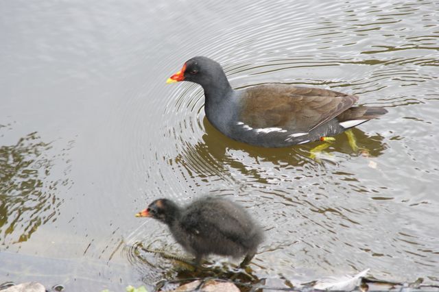 Zdjęcia: Londyn, Coot-Fulica Atra, ANGLIA Zdjęcia: Londyn, Coot-Fulica Atra, ANGLIA