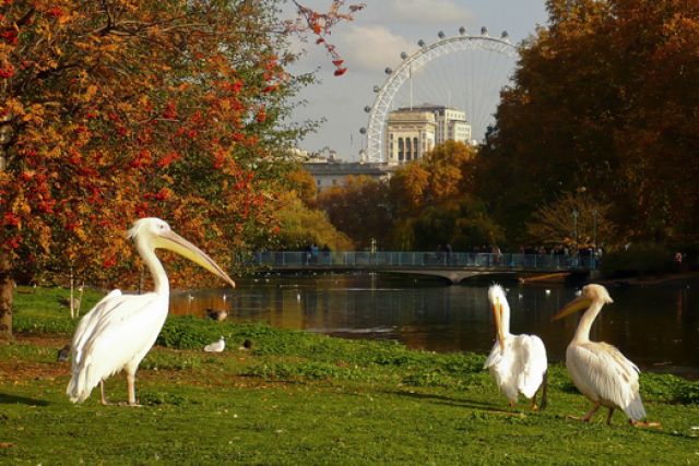 Zdjęcia: Londyn, Westminster, St. Jame\'s Park, ANGLIA Zdjęcia: Londyn, Westminster, St. Jame\'s Park, ANGLIA