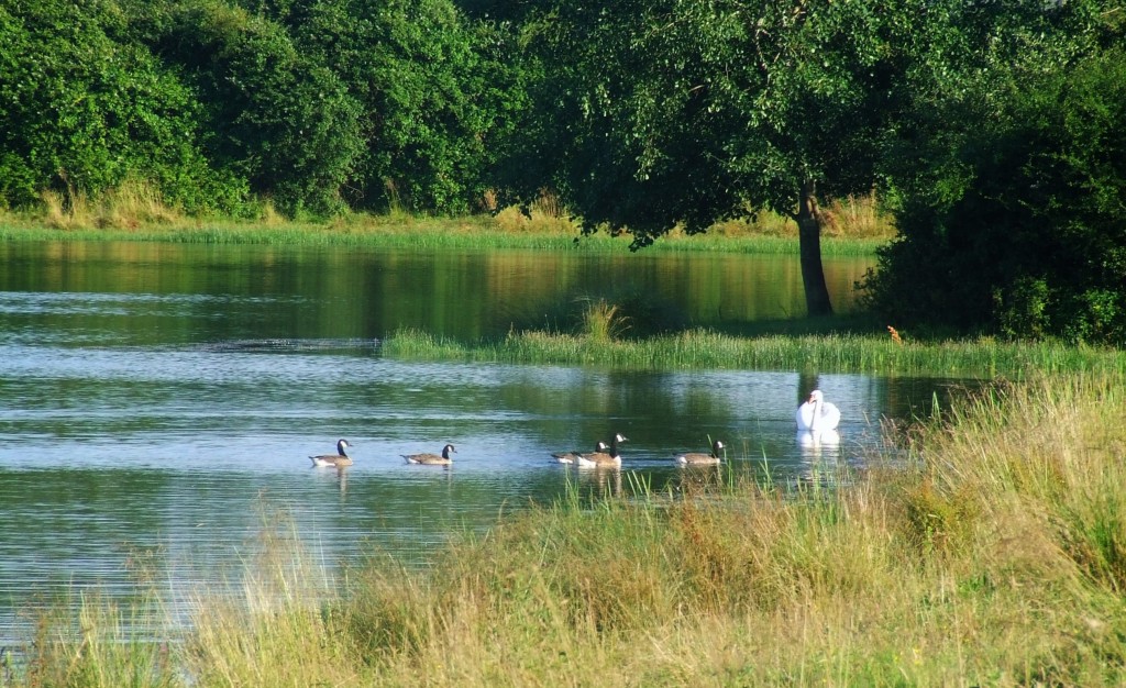Zdjęcia: Fen Drayton Lakes, Cambridgeshire, Fen Drayton Lake 3, ANGLIA Zdjęcia: Fen Drayton Lakes, Cambridgeshire, Fen Drayton Lake 3, ANGLIA