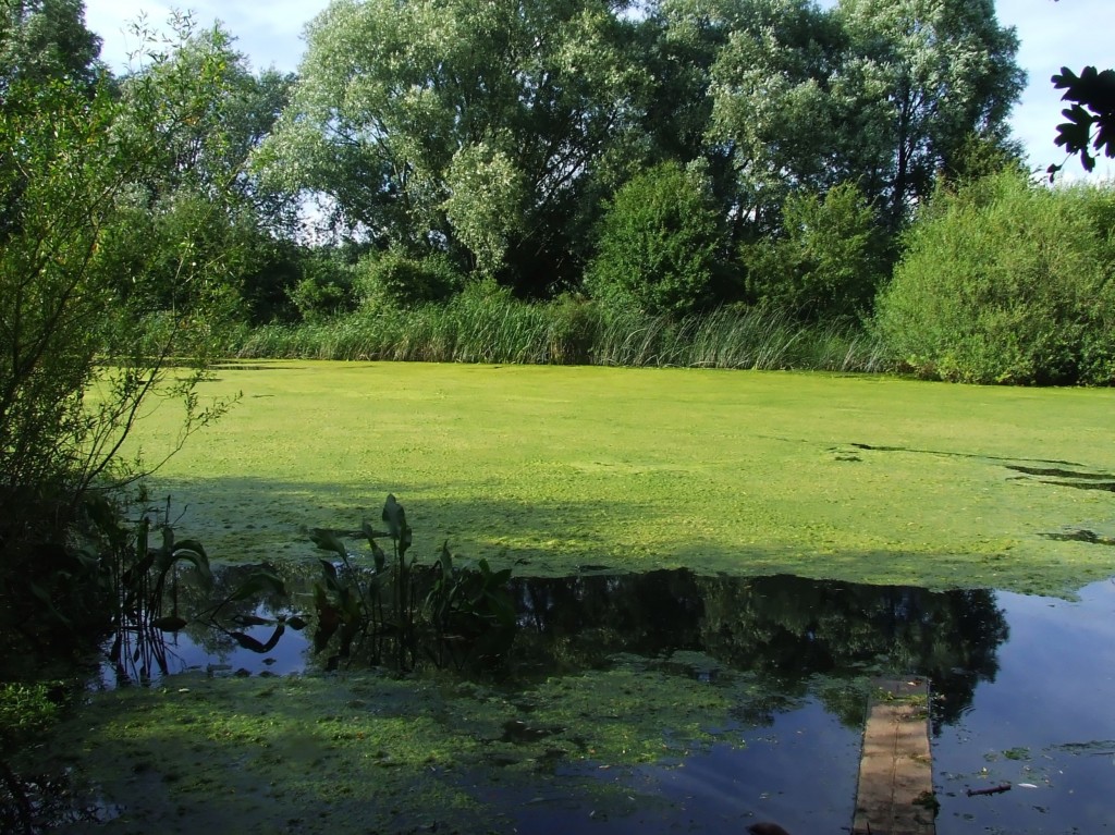 Zdjęcia: Fen Drayton Lakes, Cambridgeshire, Fen Drayton Lake 9, ANGLIA Zdjęcia: Fen Drayton Lakes, Cambridgeshire, Fen Drayton Lake 9, ANGLIA