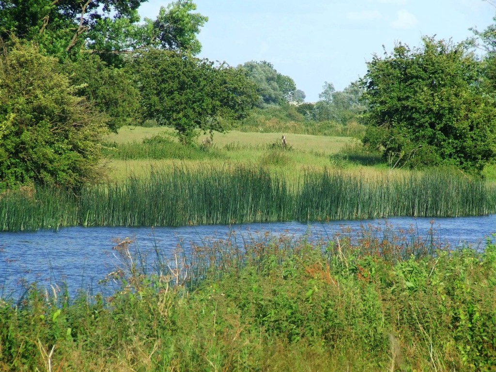 Zdjęcia: Fen Drayton Lakes, Cambridgeshire, Fen Drayton Lake 12, ANGLIA Zdjęcia: Fen Drayton Lakes, Cambridgeshire, Fen Drayton Lake 12, ANGLIA