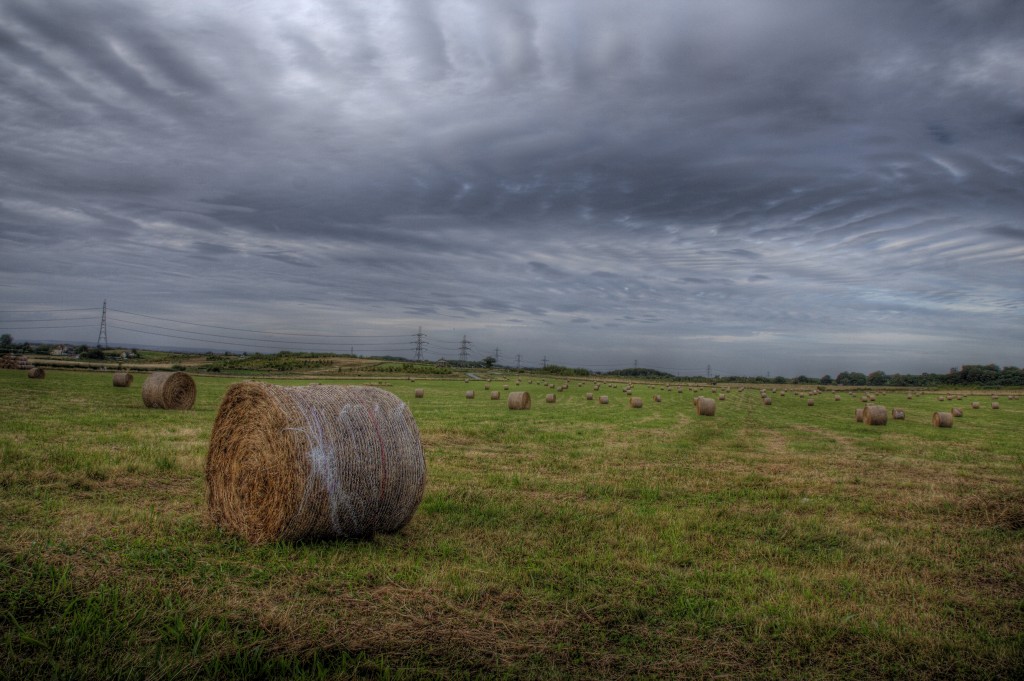 Zdjęcia: Kobham, Kent, Wspolczesne sianobezkosy, ANGLIA Zdjęcia: Kobham, Kent, Wspolczesne sianobezkosy, ANGLIA