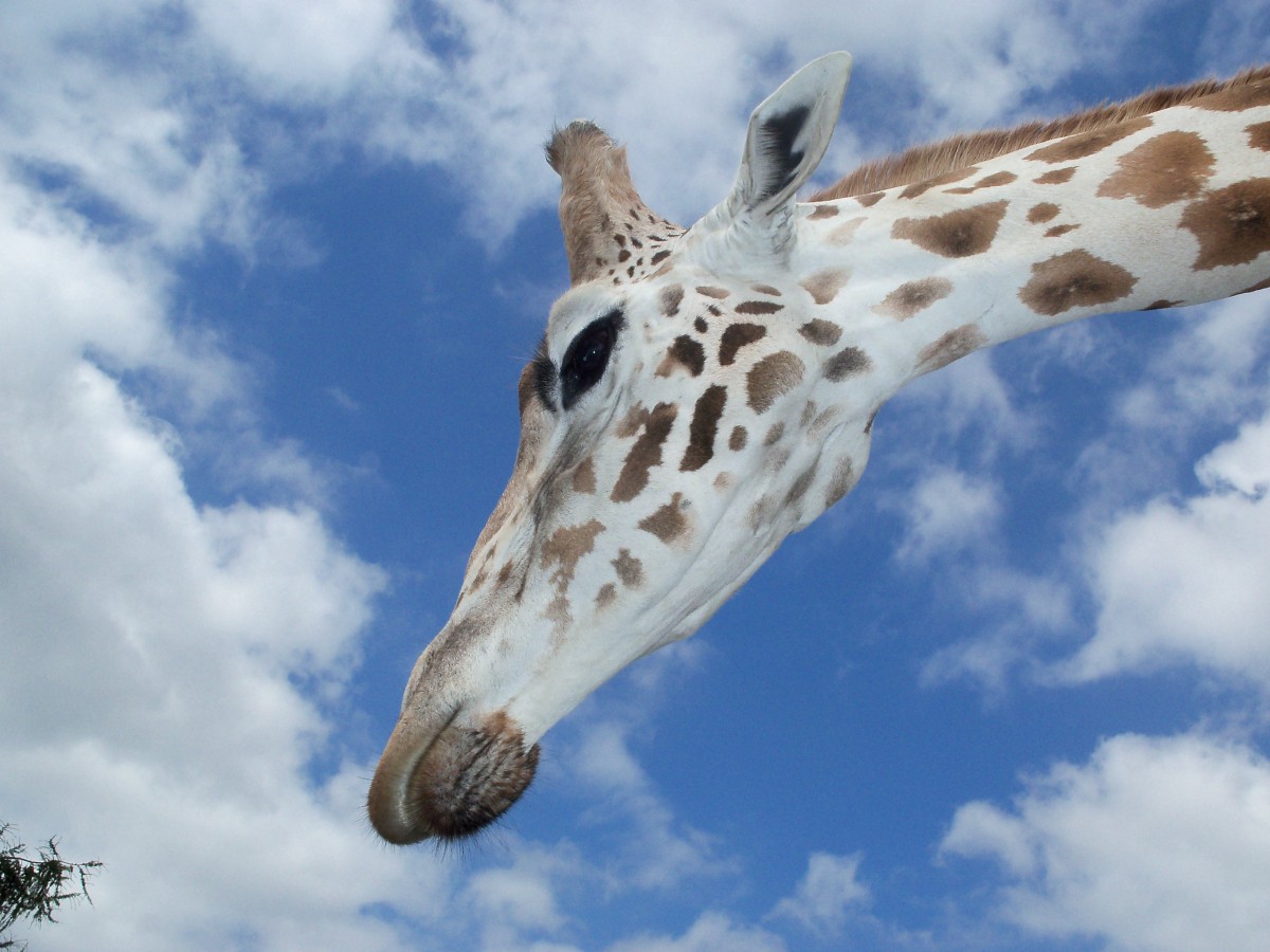 Zdjęcia: West Midlands Safari Park, West Midlands, Żyrafa, ANGLIA Zdjęcia: West Midlands Safari Park, West Midlands, Żyrafa, ANGLIA