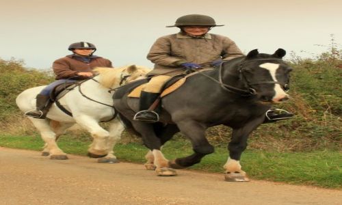 Zdjecie ANGLIA / East Midlands / Thorp Malsor / Anglicy kochaj konie...