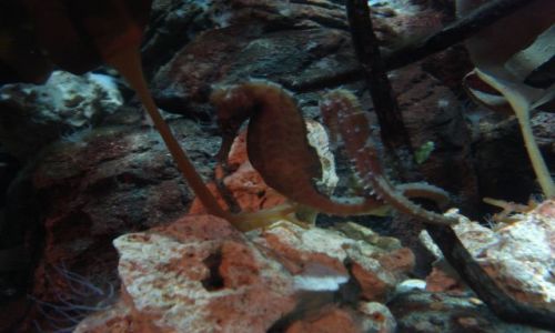 Zdjęcie ANGLIA / - / LONDYN-OCEANARIUM / KONIK