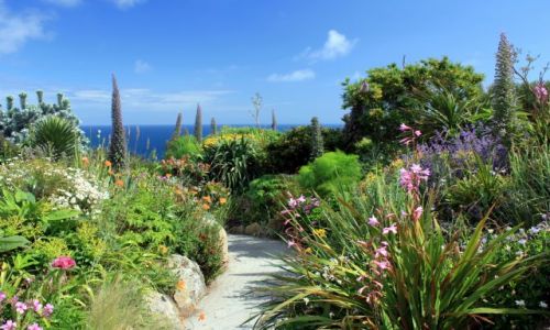 Zdjecie ANGLIA / Kornwalia / Porthcurno / W kornijskim ogrodzie