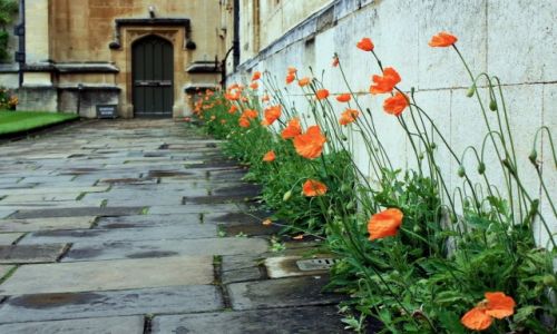 Zdjecie ANGLIA / Oxfordshire / Oxford / Maki z kolegialnego dziedzica