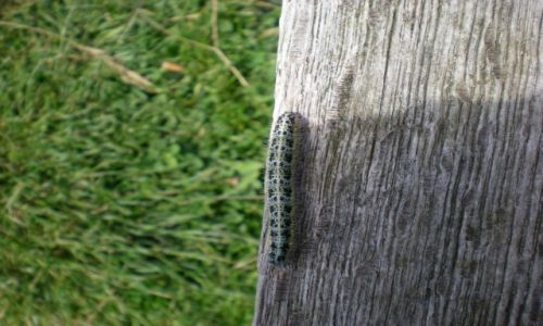 Zdjęcie ANGLIA / East Sussex / Three Sisters / KONKURS dżdżownica