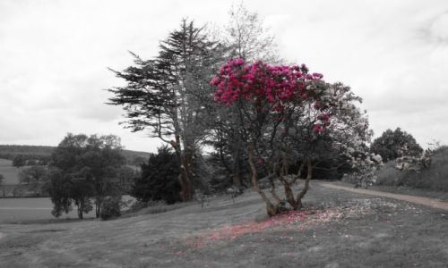 Zdjecie ANGLIA /  Peak District / Chatsworth / Drzewo w ogrodzie Chatsworth