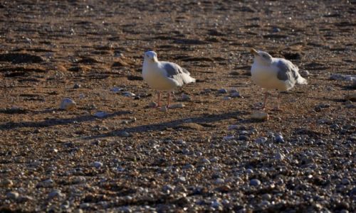 Zdjecie ANGLIA / South - West / Bridport / British seagulls