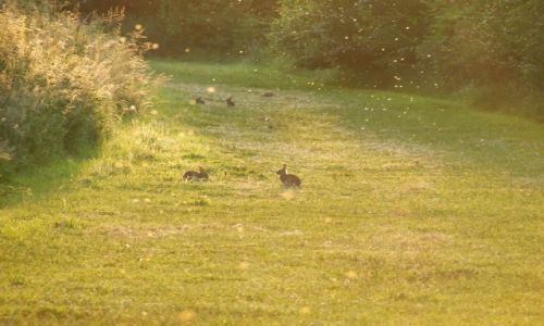 Zdjecie ANGLIA / Cambridgeshire / Fen Drayton Lakes / Fen Drayton Lake 7