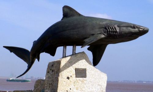 Zdjecie ANGLIA / East Yorkshire / Hull / Rekin - The Deep