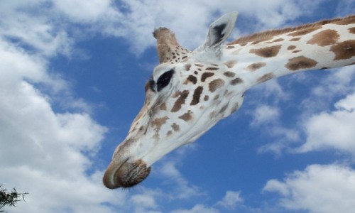 Zdjecie ANGLIA / West Midlands / West Midlands Safari Park / Żyrafa