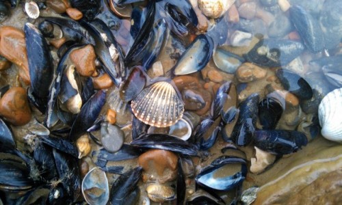 Zdjecie ANGLIA / East Sussex / Hastings / Muszelki