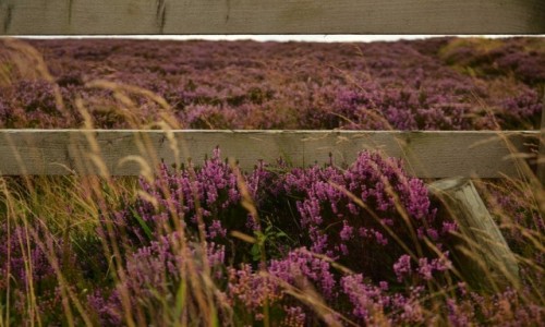 Zdjęcie ANGLIA / Derbyshire / Derbyshire / Wrzosy