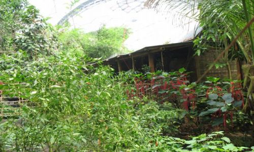 Zdjecie ANGLIA / Cornwall / Eden Project / eden project w rodku 