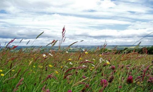 Zdjęcie ANGLIA / Weardale / Witton / lato ( Witton le Wear)