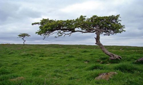 Zdjecie ANGLIA / Northumberland  National Park / droga  B6318 / smagane wiatrem drzewka