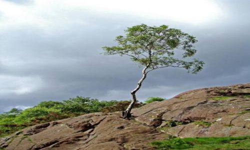 Zdjęcie ANGLIA / Lake District / okolice  Bowder Stone / samotna angielska brzoza