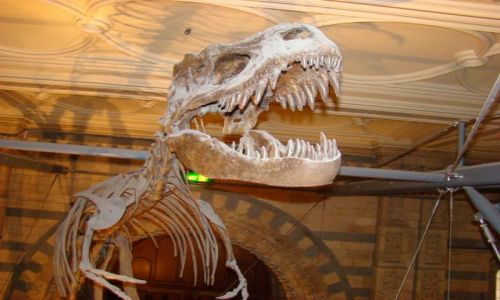 Zdjecie ANGLIA / Londyn / South Kensinghton / T-rex