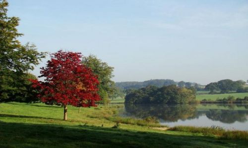 Zdjęcie ANGLIA / North Yorkshire / Ripley / drzewko w palacowym ogrodzie