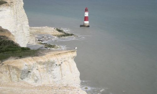 Zdjęcie ANGLIA / East Sussex / Eastbourne / mewa