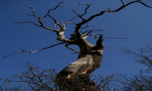Zdjęcie ANGLIA / Nothingamshire / Sheroowd / Serwood forest