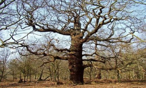 Zdjęcie ANGLIA / Nothingamshire / Sheroowd / Sherwood forest