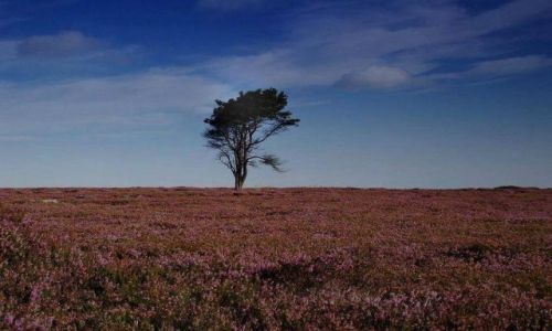 Zdjęcie ANGLIA / North Yorkshire / North York Moors / prawie wszedzie mozna znalezc samotne drzewa