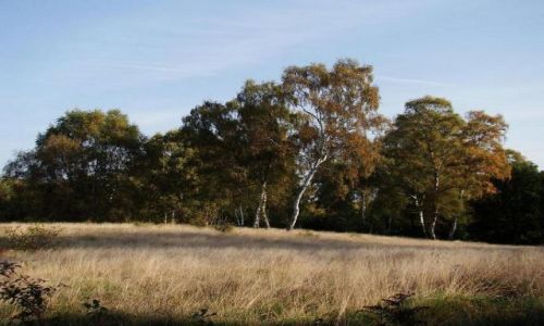 Zdjecie ANGLIA / Nothingamshire / Sherwood Forest / angielskie brzozy (Sherwood Forest )