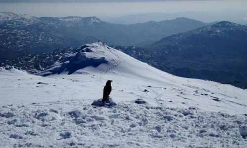 Zdjęcie ANGLIA / Lake District / Scafell Pike / czarny samotnik