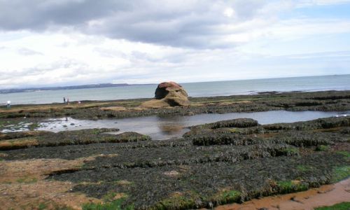 Zdjęcie ANGLIA / - / Dawlish / Odpływ w Dawlish