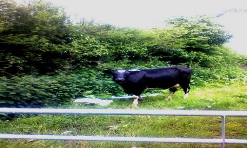 Zdjęcie ANGLIA / Cornwall / Mawnan Smith / angielska czy polska... mleko to samo :)