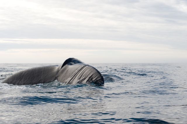 Zdjęcia: Melchior Islands, parę kilometrów od brzegu, Półwysep Antarktyczny, Humbak, ANTARKTYDA Zdjęcia: Melchior Islands, parę kilometrów od brzegu, Półwysep Antarktyczny, Humbak, ANTARKTYDA