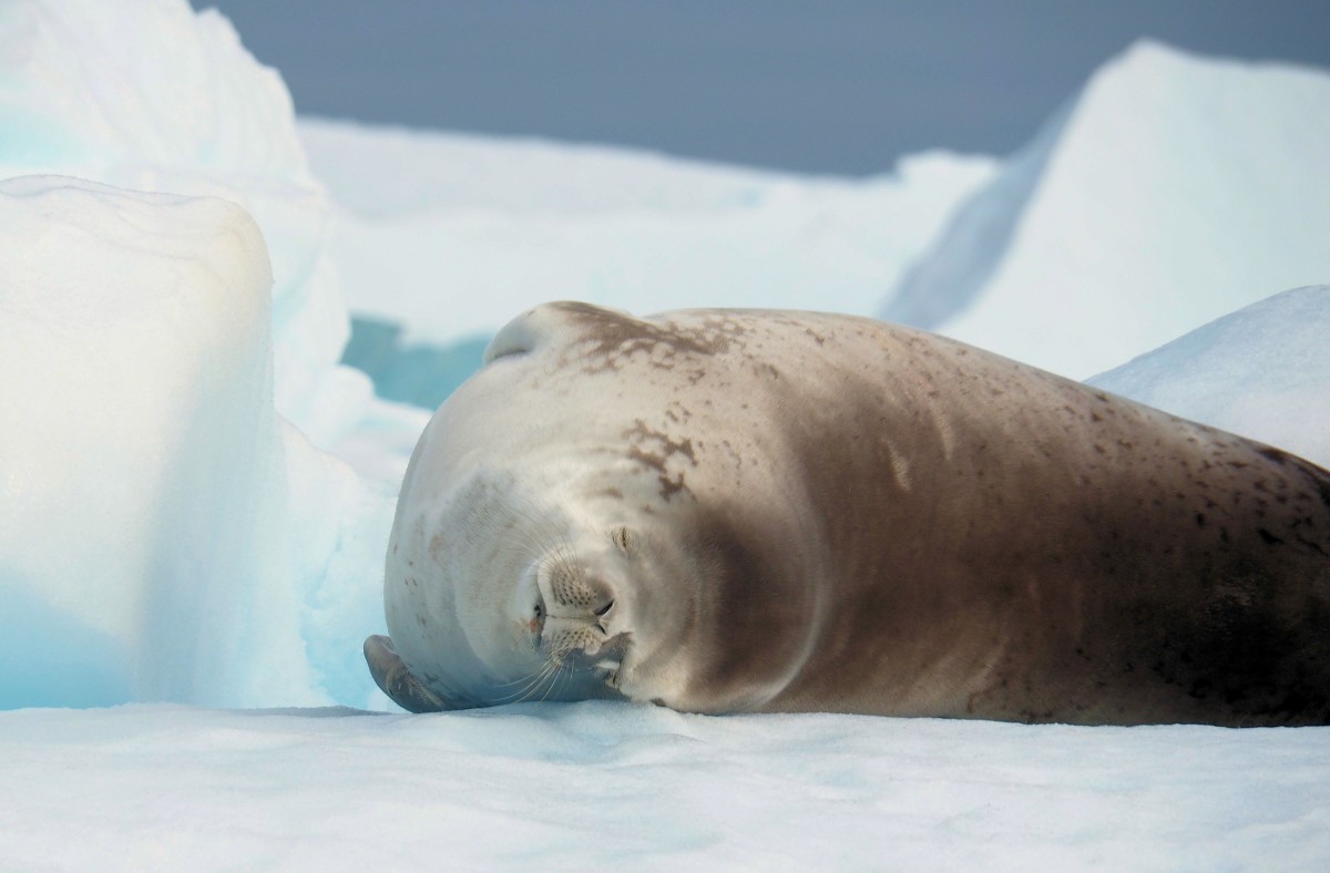 Zdjęcia: Półwysep antarktyczny, Antarctic Peninsula, Antarktyda, ANTARKTYDA Zdjęcia: Półwysep antarktyczny, Antarctic Peninsula, Antarktyda, ANTARKTYDA