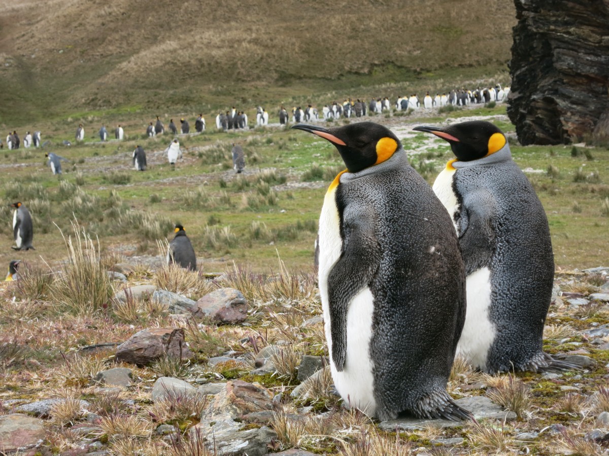 Zdjęcia: Fortuna Bay, South Georgia, We dwoje raźniej, ANTARKTYDA Zdjęcia: Fortuna Bay, South Georgia, We dwoje raźniej, ANTARKTYDA