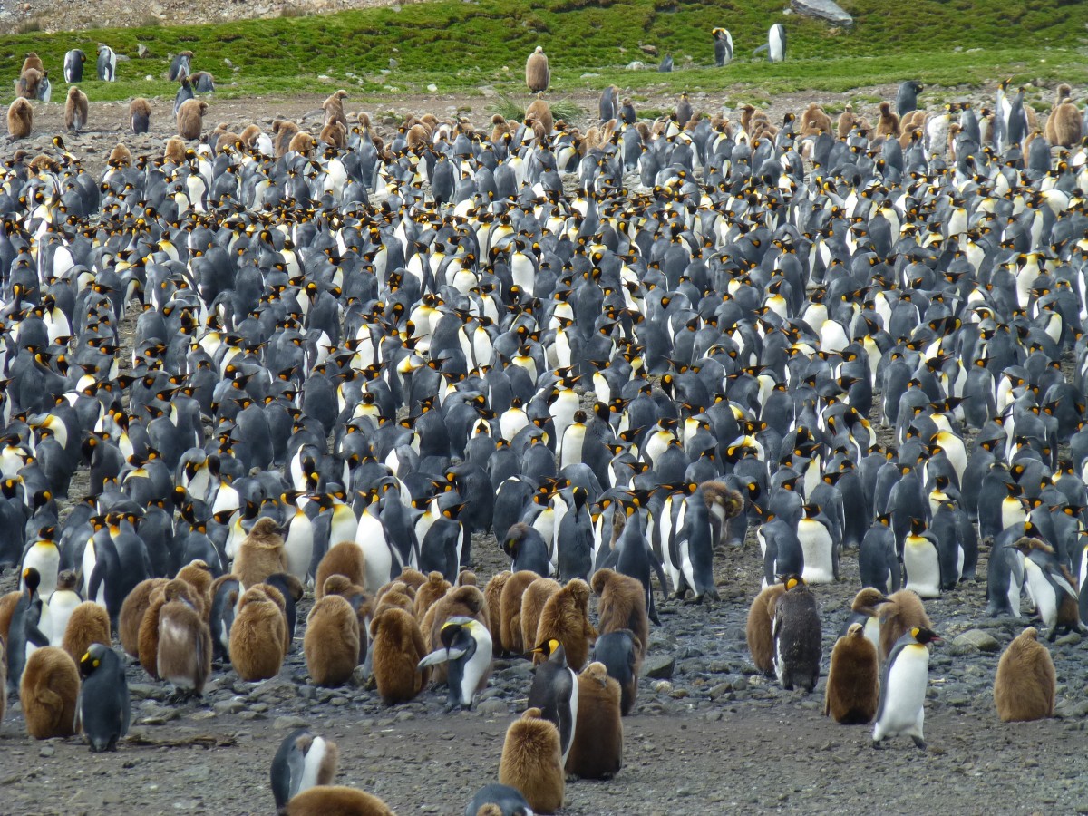 Zdjęcia: Fortuna Bay, South Georgia, W tłumie raźniej ..., ANTARKTYDA Zdjęcia: Fortuna Bay, South Georgia, W tłumie raźniej ..., ANTARKTYDA
