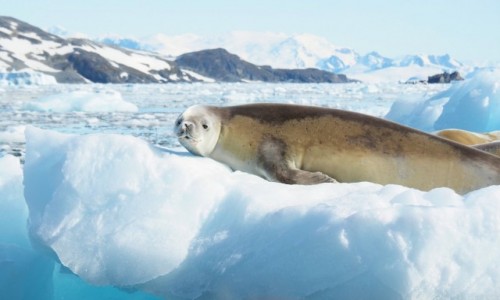 Zdjcie ANTARKTYDA / Antarctic Peninsula / Pwysep antarktyczny / Antarktyda