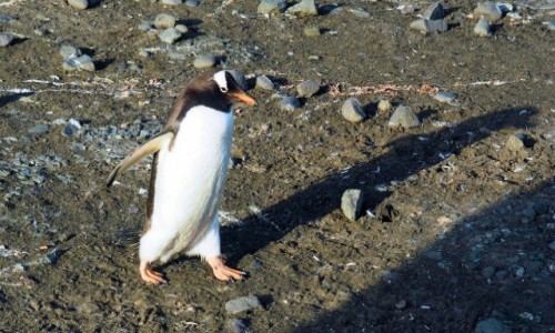 Zdjecie ANTARKTYDA / Antarctic Peninsula / Antarktyda / piesz do roboty