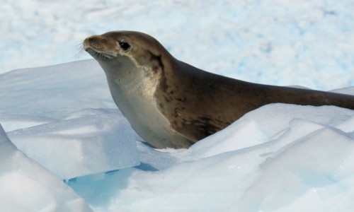 Zdjecie ANTARKTYDA / Antarctic Peninsula / Antarktyda / CIEKWAO